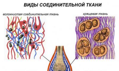 Мышечная ткань строение и функции кратко