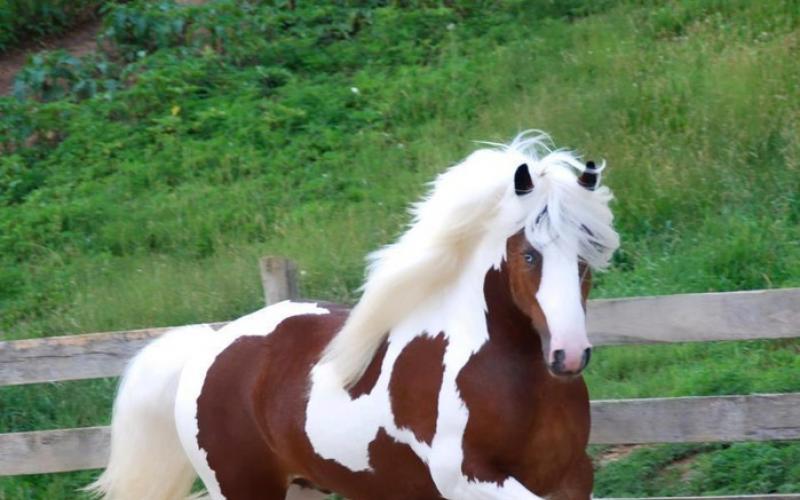 Самые прекрасные лошади мира: кто они?